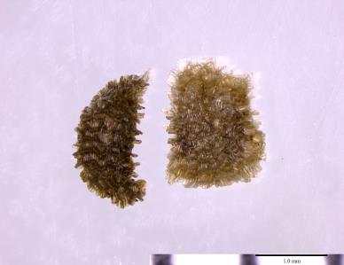 Click for 2 image(s) for this accession. SEED